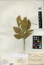 Image result for Chascanum schlechteri