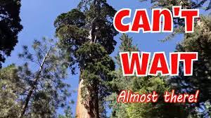 The tallest tree in the world is a coast redwood (sequoia sempervirens), named hyperion after a person in greek mythology. Second Largest Tree In The World Unbelievable King S Canyon Youtube