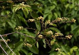 Image result for Combretum celastroides