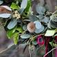 Wreath workshop at Medina Aberystwyth event image