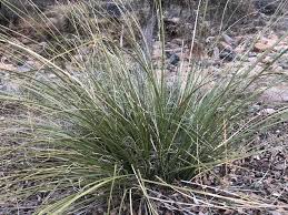 Image result for Grewia microcarpa