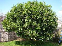 Buy thornless key lime trees online. Pin On Tropical Gardening In Naples Florida