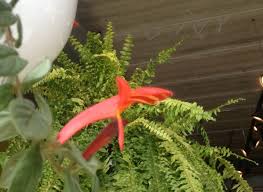 Allow plant to completely dry between thorough waterings. Sprout Home Plant Of The Week The Strikingly Colorful Dancing Dolphin Vine Huffpost Life