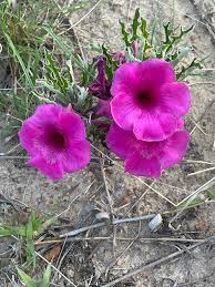 Image result for Pterodiscus angustifolius