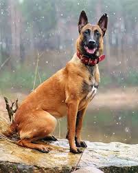 Malinois dog dog trick summer attention running dog old dog male. Belgian Malinois Dog Wiki Fandom