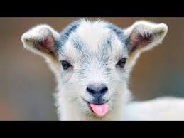 Cute Baby Goats Head Butting Funny Baby Goat Videos Cute Goats Video Funny Goat Babies