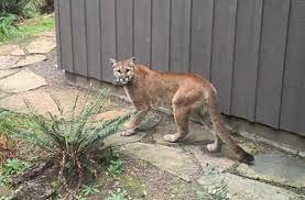 Maybe you would like to learn more about one of these? Living With Out Lions Fourth Collared Mountain Lion Killed After Livestock Depredation Audubon Canyon Ranch