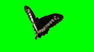 View of green field with beautiful mountains. Butterfly Green Screen Stock Video Footage Royalty Free Butterfly Green Screen Videos Pond5