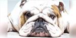 Bulldog Dog Breed Information and Pictures