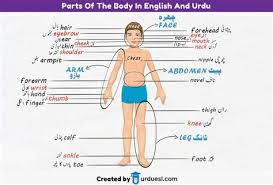 The vowels are called uyir, meaning soul, in tamil. Body Parts Name In Tamil And English Pin On English Vocabulary Yandex Translate Works With Words Texts And Webpages