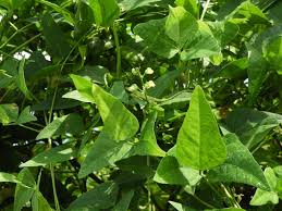 Image result for Phaseolus lunatus