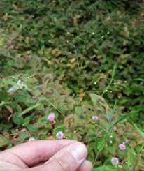 Image result for Isachne mauritiana