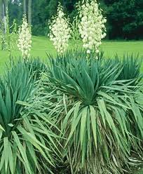 Yucca Google Search Plants Yucca Plant Flowers Perennials