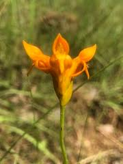 Image result for Platycoryne