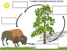 Print This Out For The Students To Fill In The Blanks For The Carbon Dioxide Oxygen Cycle An Carbon Dioxide Oxygen Cycle Cycle For Kids Carbon Dioxide Cycle