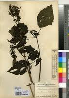 Image result for Mimulopsis solmsii