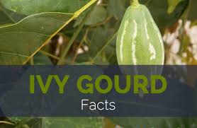 There are many variations to this recipe across various states in india depending on the region and individual taste. Ivy Gourd Facts And Nutritional Value