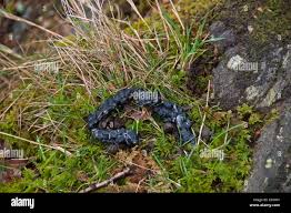 Image result for marten poop