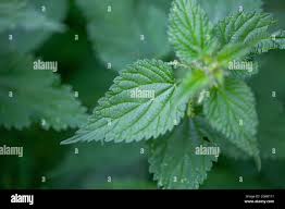 Image result for Urticaceae