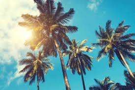 Where do coconut trees live? Do Palm Trees Grow Coconuts Garden Tabs
