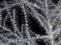 Image result for Polyspatha oligospatha