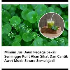 Plan saya supaya pegaga ni penuh di laman garden supaya rumput tak ajk semak. Ready Stock Pegaga Air Seikat Tanpa Tanah Sangat Berkhasiat Shopee Malaysia