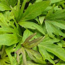 Image result for Ipomoea sinensis