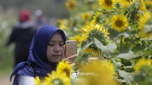 Bunga matahari adalah tipe bunga yang.senang dengan cuaca panas. Lima Lokasi Kebun Bunga Matahari Instagramable Di Indonesia Tribunnews Com Mobile