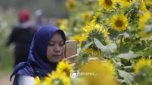 Kebun bunga matahari di sky garden terbilang unik, karena berada di atas rooftop mall paris van java, bandung. Lima Lokasi Kebun Bunga Matahari Instagramable Di Indonesia Tribunnews Com Mobile