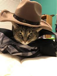 Try finding the one that is right for you. I Put A Cowboy Hat On My Cat Thought You Guys Might Like Him Aww