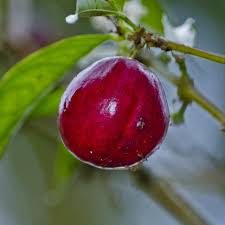 Foto buah strawberry yang bentuknya sangat aneh, buah strawberry ini mirip sekali dengan bentuk seekor induk ayam yang sedang mengerami telur. 20 Manfaat Buah Mahkota Dewa Untuk Tubuh Ketahui Cara Mengolahnya Ragam Bola Com