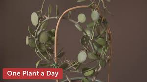 This plant ships as a 1″ fully rooted starter plant, as shown in the second photo. Xerosicyos Danguyi Houseplant Care 174 Of 365 Youtube