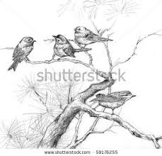 Bird On Branch Drawing Pine Tree Branch With Birds More Realistic More Detail More Time Tree Drawings Pencil Tree Drawing Pine Tree Drawing