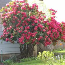 Rhododendron Red Jack Rhododendron Plants Soil