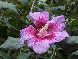 Image result for Hibiscus platycalyx