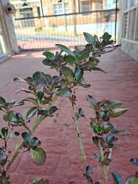 Image result for Eriocaulon abyssinicum