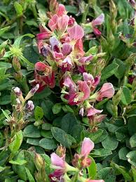 Image result for Alysicarpus