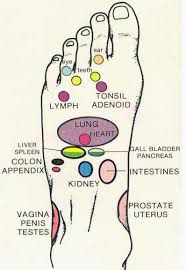 Precise Foot Organ Chart Sensual Foot Massage Chart