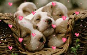 Résultat de recherche d'images pour "images animées"