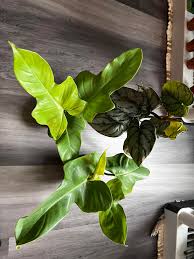 Image result for Stylochaeton puberulus