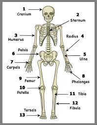 2 tibias, 2 ulnas, 2 radius, 2 femurs, 2 clavicles, 1 hip bone, 2 fibulas, 2 scapulas, 2 humerus, 1 sternum, 1 skull which is actually made of many bones. Mike Graham On Twitter Body Bones Human Body Printables Human Anatomy And Physiology