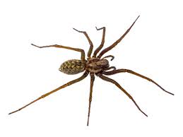 Instead use other insecticides and repellents to get rid of black widow spider. How To Get Rid Of Black Widows Arxiusarquitectura