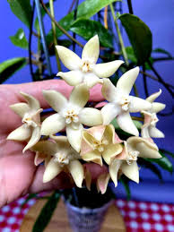 Image result for Hyparrhenia griffithii