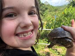 Turtles may be out and about after a nice summer rain! Arkansas is home to  more than 15 different species of turtle, including the three-toed box  turtle. Box turtles have a flexible