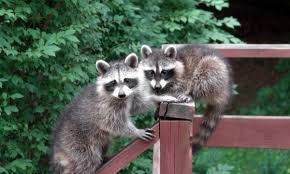 Odor repellants are granular and attempt to keep the animal away from an area in the first place with a how to keep squirrels out of the garden bonnie plants? 7 Strategies That Keep Wildlife Out Of Your Garden Smart Tips