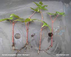 Maples Propagation By Cuttings Japanese Maple Tree Care Japanese Maple Tree Propagation