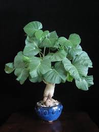 Image result for Ipomoea albivenia