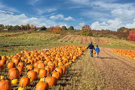 Maybe you would like to learn more about one of these? 9 Best Pumpkin Patches In Arizona