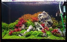 pin on aquarium ideas