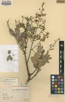 Image result for Dialium englerianum